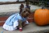 Happy Halloween!!-chloeasdorothy.jpg