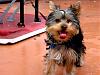 What is your favorite picture of your furbaby/babies?-dino-056.jpg
