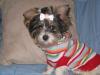 New Winter Clothes-lilly-striped-sweater.jpg