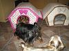 My Babies New Soft-Sided Dog Houses-img_3641-600-x-450-.jpg