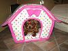 My Babies New Soft-Sided Dog Houses-img_3645-600-x-450-.jpg