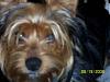 Pic's of Cooper and Daisy Mae-cooper005.jpg