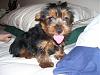 my new baby-dog2-vi.jpg