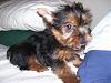 my new baby-dog1-vi.jpg