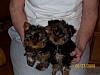 A special request!-zoeys-3-females-9-wks.-002.jpg