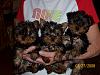 A special request!-zoeys-3-females-9-wks.-001.jpg