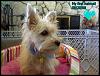 Curious about Morkies?-doodlebug-1st-haircut_2.jpg
