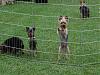 What is your favorite picture of your furbaby/babies?-meet-up-boys-058.jpg