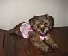 Curious about Morkies?-img_2235_1.jpg