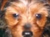 NEW "GUESS THE YORKIE" THREAD-contest2.jpg