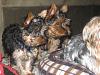 Beckham, Daisy, Toby Blue and Asher-tobyandasher5.jpg