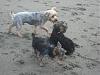Beckham, Daisy, Toby Blue and Asher-l_9a015c5b21d0d373f5f41bd02517ad29.jpg