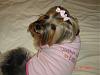 Sophie in her Daddy's little girl shirt and pigtails.-010.jpg