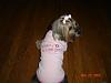 Sophie in her Daddy's little girl shirt and pigtails.-016.jpg