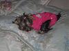 Roxie laying like a baby in her onsie-roxiespay3-001-600-x-450-.jpg