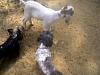 meet Jack(yorkie) and Daisy(Shih Tzu)-jack-daisy-goat.jpg