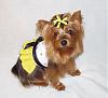 Go.Fetch Made Us BEEutiful!-bee-go.fetch-lacy-2-.jpg