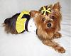 Go.Fetch Made Us BEEutiful!-bee-go.fetch-lacy-3-.jpg