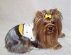 Go.Fetch Made Us BEEutiful!-bee-go.fetch-rylie-3-.jpg