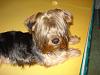 A house is NEVER clean when you have a Yorkie around-whatever-017.jpg