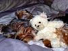 Carson sleeping with his teddy :)-101_0162.jpg