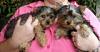 Meet Cinnamon and Jensen-th_pickupofbabies-1-1.jpg