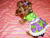 Lilly modeling the dress Belinda (Belindtch) made!-belindasdoggydelights-002.jpg