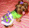 Lilly modeling the dress Belinda (Belindtch) made!-belindasdoggydelights-009.jpg