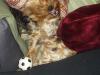Simon's Soccer Ball-playtime.jpg