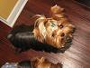 Tatum the Tator Tot wants a Treat!-3.jpg