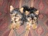 My babies at their new home-2-girls-.jpg