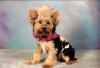 Yorkie Froggie "Happy Halloween"-cowboy_skeeter-01.jpg