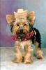 Yorkie Froggie "Happy Halloween"-cowboy_skeeter-03.jpg