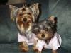 My wittle babies...-lexi-tori-104.jpg