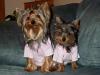 My wittle babies...-lexi-tori-108.jpg