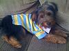 Teddy in his new shirt!!-img_0297.jpg