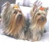 Chanel & Cheri in their Halloween Bows-img_1445_1.jpg