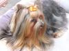 Chanel & Cheri in their Halloween Bows-img_1411_1.jpg
