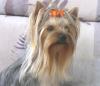 Chanel & Cheri in their Halloween Bows-img_1424.jpg