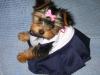 Lilly the Cheerleader :)-121_2119.jpg