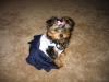 Lilly the Cheerleader :)-121_2136.jpg