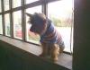 Pictures of Bailey, in his new sweater.-p0003024.jpg