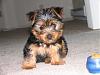 New YTer with New Yorkie-img_2053.jpg