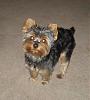 Diesel's second trip to the groomer...-p8080500.jpg