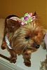 Cinnamon & Lily's New Bows-my-new-bow-.jpg