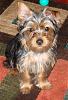 Bailey's new look!-sonycamera-047.jpg