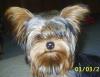 Wednesday Guess The Yorkie Thread !-guess.jpg