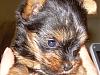 Candy-is this puppy 9 weeks?-candy-002.jpg