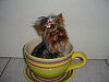 Yorkie Flower .....-bild-032.png