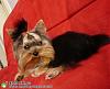 teacup yorkie-53421558.jpg